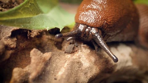 Close-up of the red slug (Arion rufus), also known as the European red slug. Stock Footage 314993923