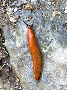 Close up of a red slug Stock Photos