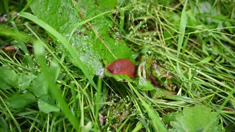 Close-up of a red slug slowly moving through wet green grass and leaves Stock Footage 336857111
