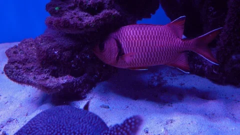 Close up of a red soldierfish or Holocentridae Stock Footage 112427872