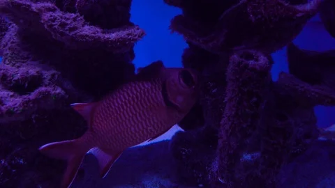 Close up of a red soldierfish or Holocentridae 库存影片 112483953