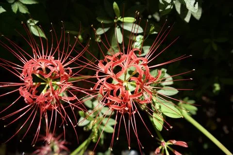 Close-up of Red Spider Lilies Stock Photos