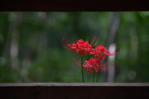 Close-up of red spider lily between fences Stock Photos