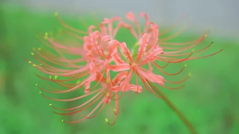 Close-Up a red spider lily flower blooming in a garden Stock Footage 342206882