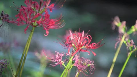 Close Up of Red Spider Lily Flowers Cluster Stock-Footage 345029626