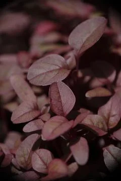 Close-up of red spinach in the garden. Stock Photos