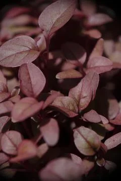 Close-up of red spinach in the garden. Stock Photos