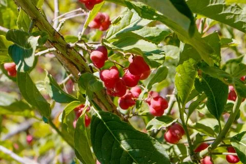 Close-up of red spindle tree berries hanging among green leaves in sunlight.. Stock Photos