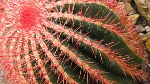 Close up of red spines cactus Stock Footage 121537317