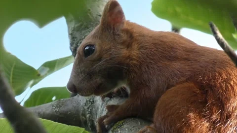 Close-up of red squirrel on branch against blue sky Stock Footage 328962100