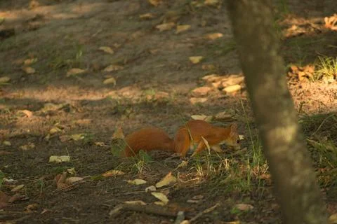 Close-up of a red squirrel digging in the ground. Stock Photos