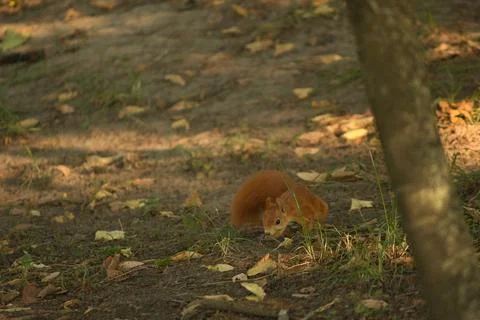 Close-up of a red squirrel digging in the ground. Stock Photos