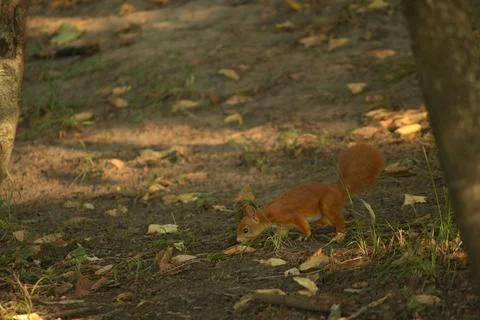 Close-up of a red squirrel digging in the ground. Stock Photos