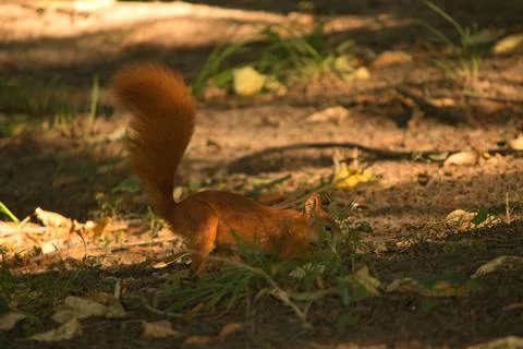Close-up of a red squirrel digging in the ground. Stock Photos