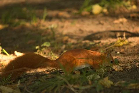Close-up of a red squirrel digging in the ground. Stock Photos