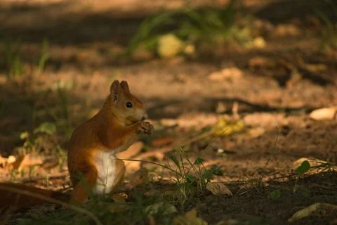 Close-up of a red squirrel digging in the ground. Stock Photos