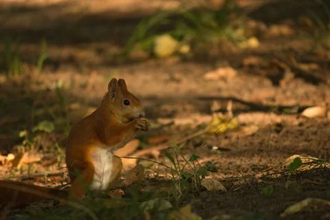 Close-up of a red squirrel digging in the ground. Stock Photos