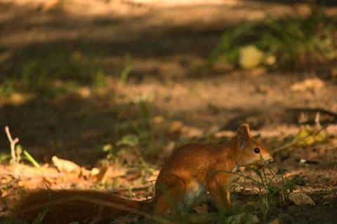 Close-up of a red squirrel digging in the ground. Stock-Fotos