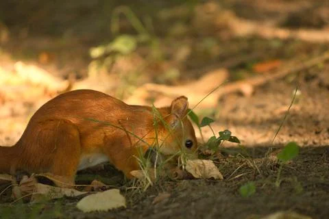 Close-up of a red squirrel digging in the ground. Stock Photos