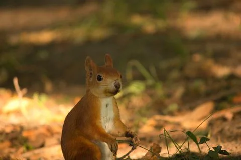 Close-up of a red squirrel digging in the ground. Stock Photos