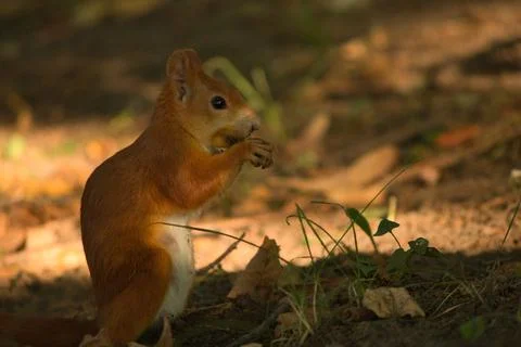 Close-up of a red squirrel digging in the ground. Foto stock