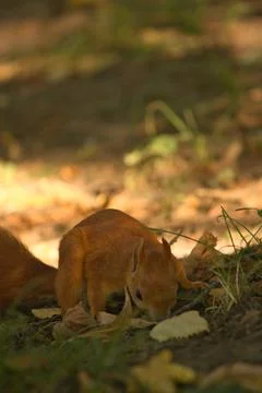 Close-up of a red squirrel digging in the ground. Stock Photos