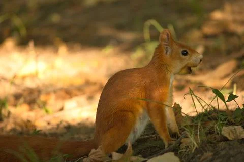 Close-up of a red squirrel digging in the ground. Stock Photos