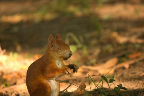 Close-up of a red squirrel digging in the ground. Foto stock