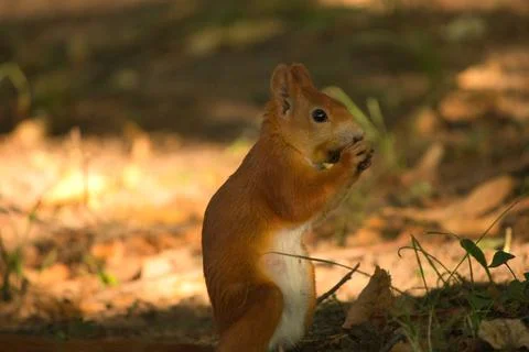 Close-up of a red squirrel digging in the ground. Stock Photos