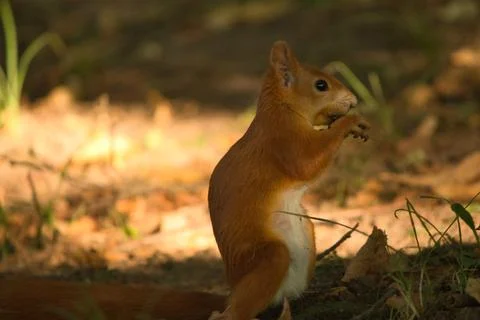 Close-up of a red squirrel digging in the ground. Stock Photos