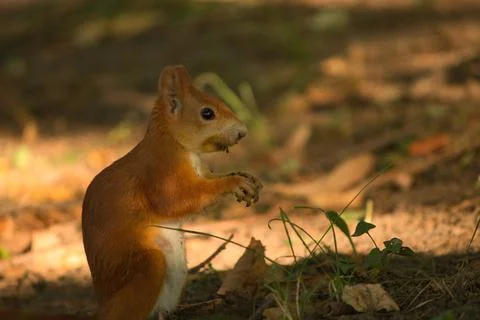 Close-up of a red squirrel digging in the ground. Stock Photos