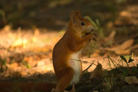 Close-up of a red squirrel digging in the ground. Stock Photos