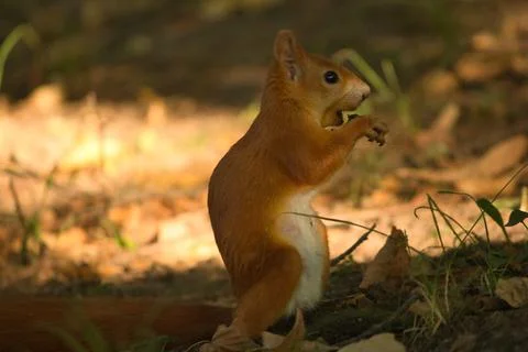 Close-up of a red squirrel digging in the ground. Stock Photos