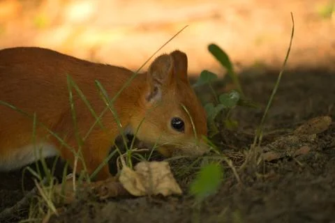 Close-up of a red squirrel digging in the ground. Stock Photos