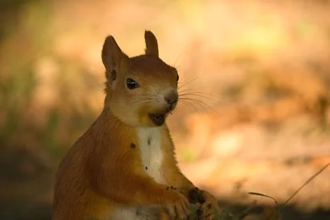 Close-up of a red squirrel digging in the ground. Stock Photos