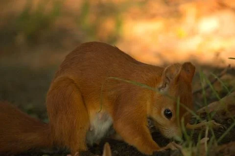 Close-up of a red squirrel digging in the ground. Stock Photos