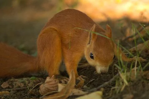 Close-up of a red squirrel digging in the ground. Stock Photos