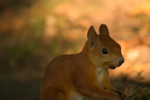 Close-up of a red squirrel digging in the ground. Stock Photos