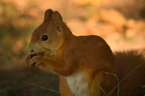 Close-up of a red squirrel digging in the ground. Stock Photos