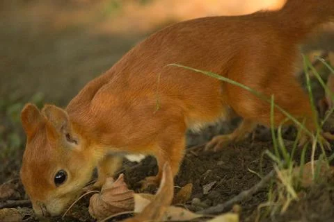 Close-up of a red squirrel digging in the ground. Stock Photos