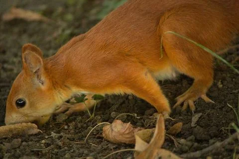 Close-up of a red squirrel digging in the ground. Stock Photos