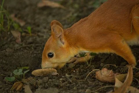 Close-up of a red squirrel digging in the ground. Stock Photos