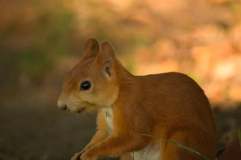 Close-up of a red squirrel digging in the ground. Stock Photos