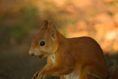 Close-up of a red squirrel digging in the ground. Stock Photos