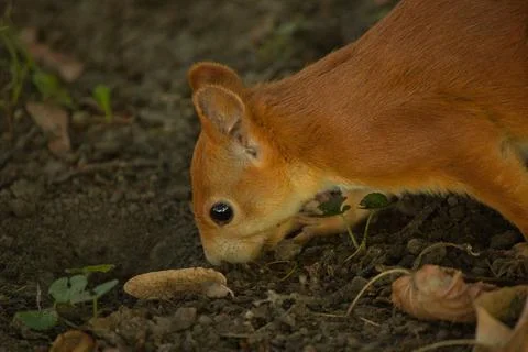 Close-up of a red squirrel digging in the ground. Stock Photos