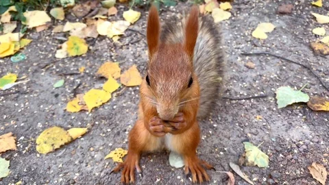 Close up of red squirrel eating hazelnut standing on ground with autumn foliage Stock Footage 116984590