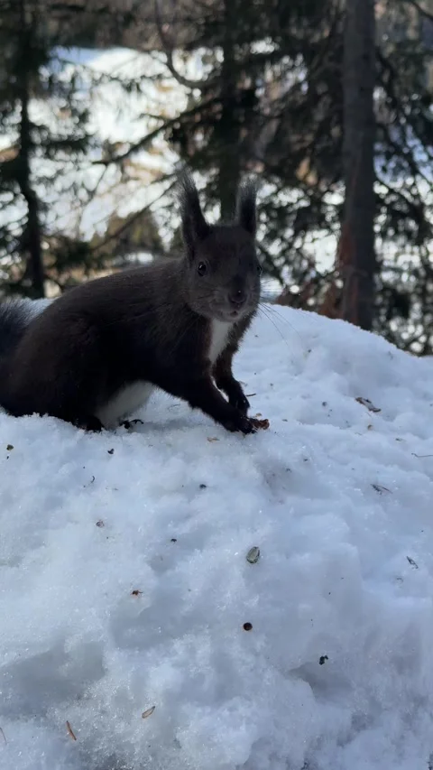 Close up of a red squirrel eating a nut on fresh snow, vertical 動画素材 306363065