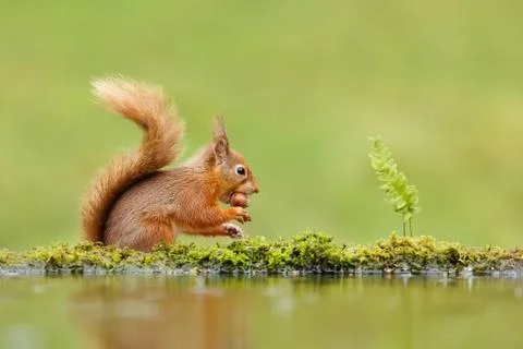 Close up of a red squirrel eating a nut Stock Photos