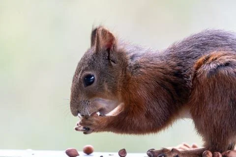 Close-up of a Red Squirrel Eating a Nut in Profile Stock Photos