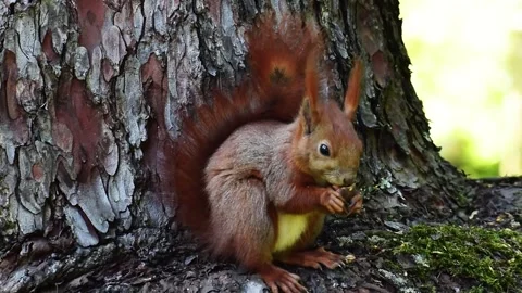 "Close-up of a red squirrel eating nuts on a mossy tree trunk" Stock Footage 338370683